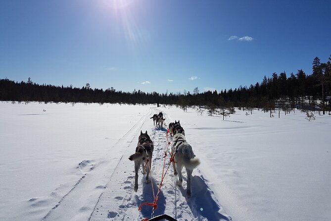 dogsled-adventure-kiruna