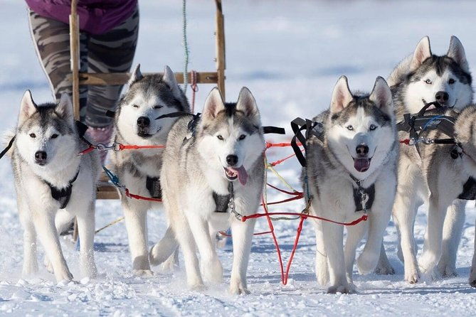 dogsledding-near-akureyri