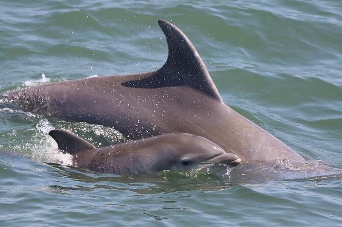 dolphin-and-bird-watching-ecotour-cruise