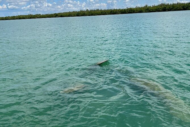 dolphin-and-manatee-tour-of-marco-island-by-kayak-or-sup