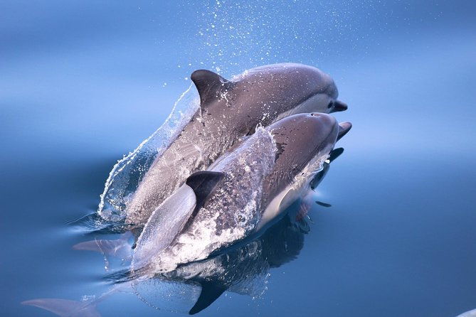 dolphin-and-whale-watching-sunset-cruise