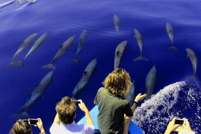 dolphin-and-whale-watching-tour-in-drake-bay-as-seen-on-national-geographic