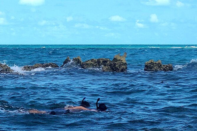 dolphin-museum-and-wild-dolphins-land-and-sea-adventure