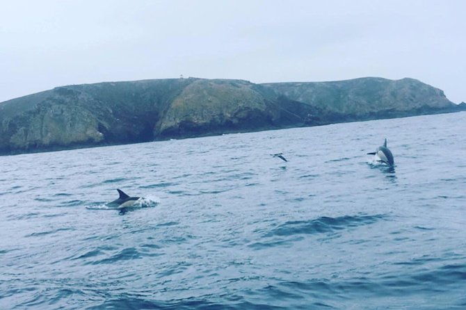 dolphin-route