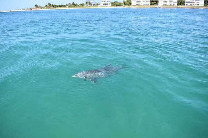 dolphin-tiki-cruise-around-fort-myers-beach