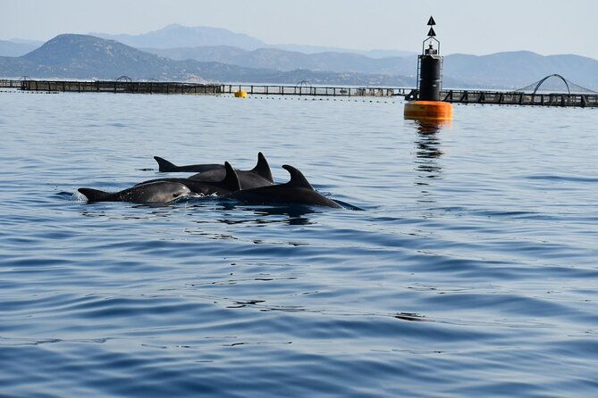 dolphin-watching-and-snorkeling-in-figarolo