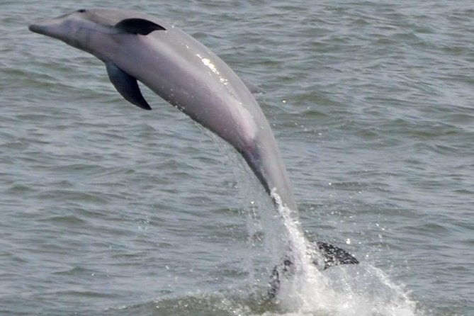 dolphin-watching-around-cape-may