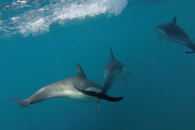 dolphin-watching-at-the-arrabida-lisbon-region