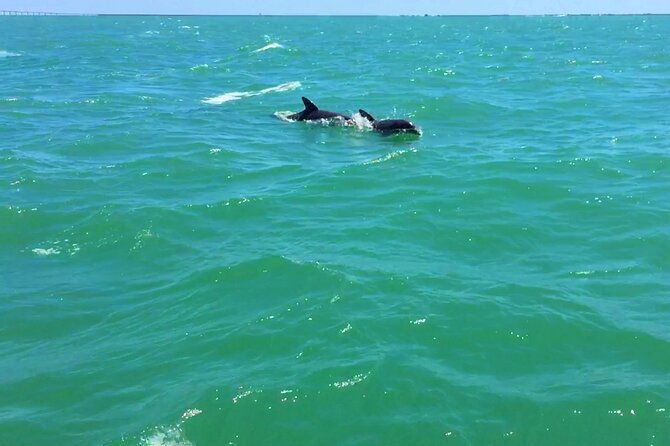 dolphin-watching-boat-tour-around-anna-maria-island