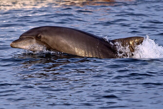 dolphin-watching-pula-boat