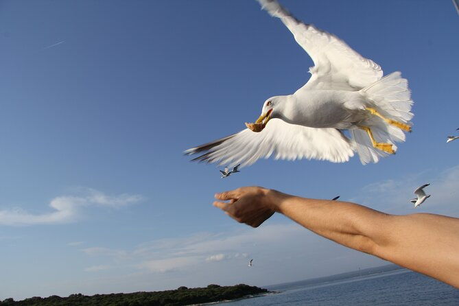 dolphin-watching-sunset-boat-trip-in-pula-with-dinner