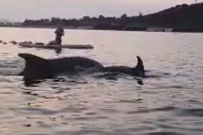 dolphin-watching-sup-tour-with-golfo-aranci-aperitif