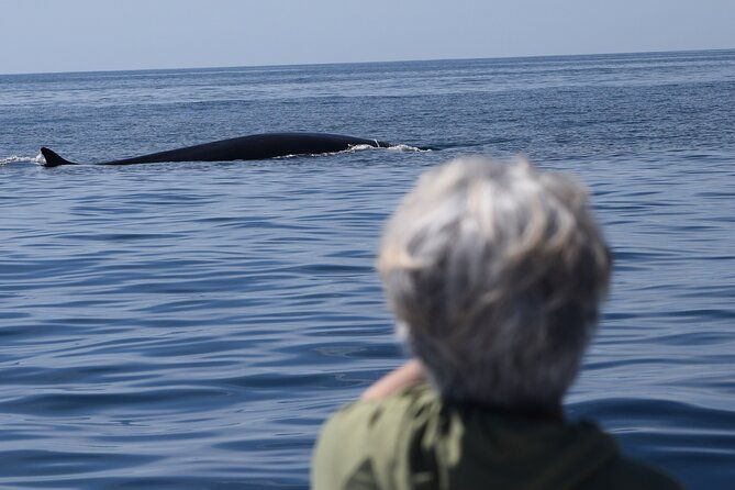 dolphin-whale-watching