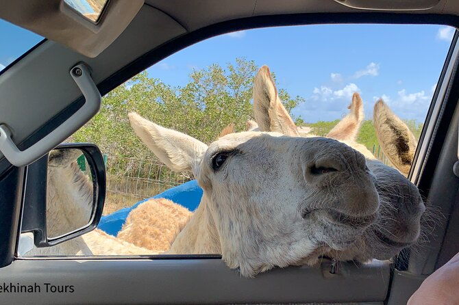 donkey-sanctuary-tour-with-a-local-guide