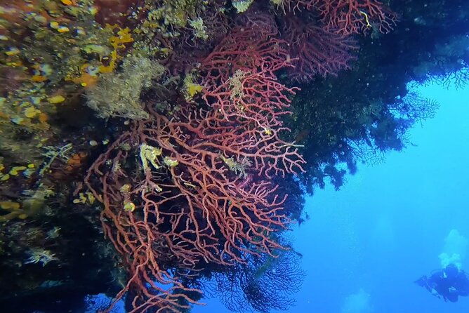 double-dive-in-the-capo-carbonara-marine-protected-area-for-patents