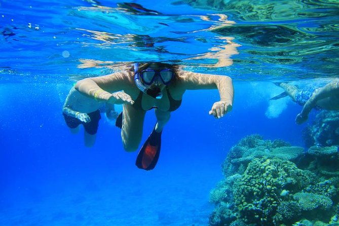 double-reef-snorkel-dolphin-bbq