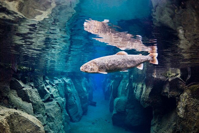 double-snorkeling-adventure-near-husavik-in-north-iceland