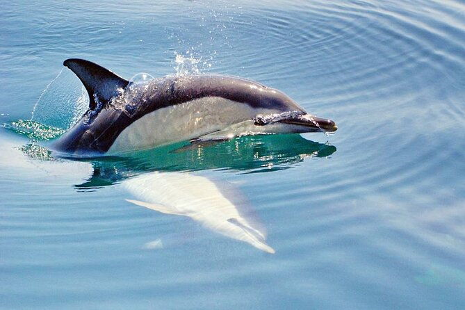 dreamer-cave-and-dolphins-boat-tour-ticket-albufeira