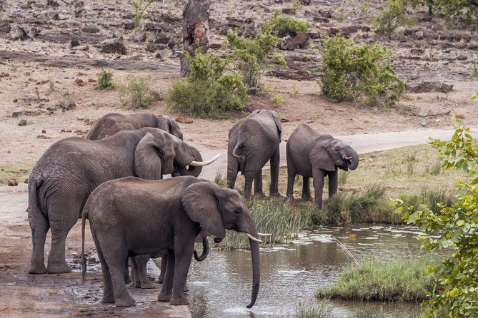 durban-big-5-luxury-safari-at-an-award-winning-game-reserve-zeiss-binoculars