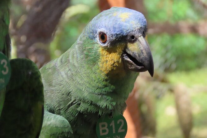 eco-adventure-and-volunteering-at-parrots-and-macaws-sanctuary