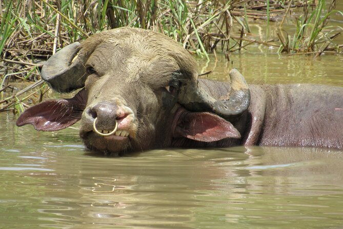 eco-farm-tour-water-buffalos
