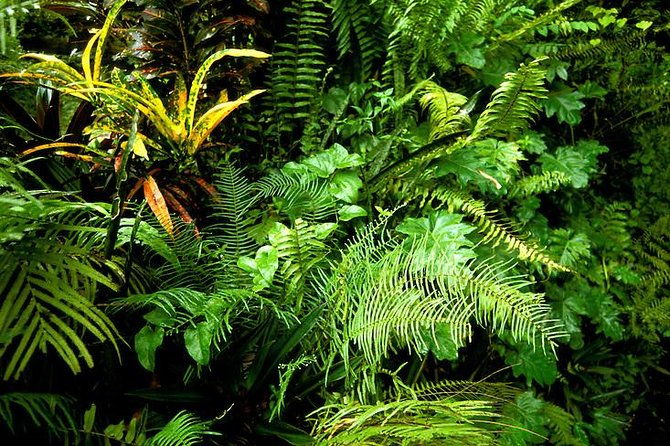 eco-tour-konoko-falls-fern-gully-from-ocho-rios