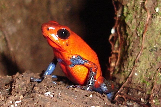 ecogarden-arenal-night-walk