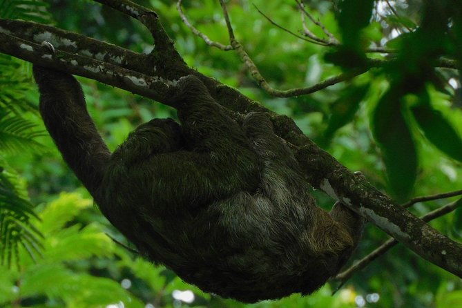 ecogarden-arenal-sloth-tour