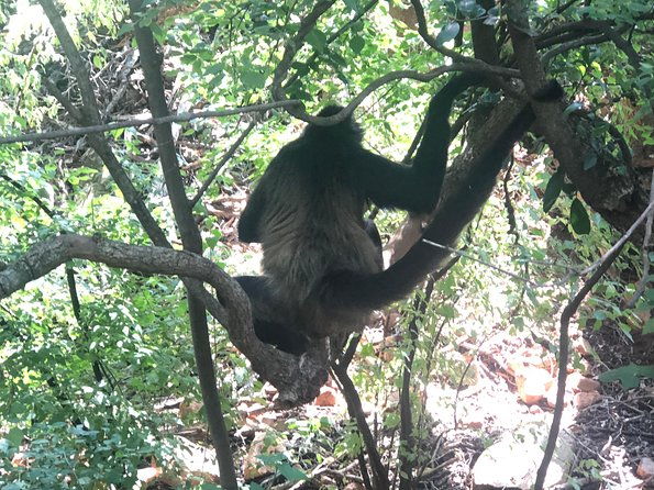 elephant-monkey-sanctuary-tour-from-johannesburg-2