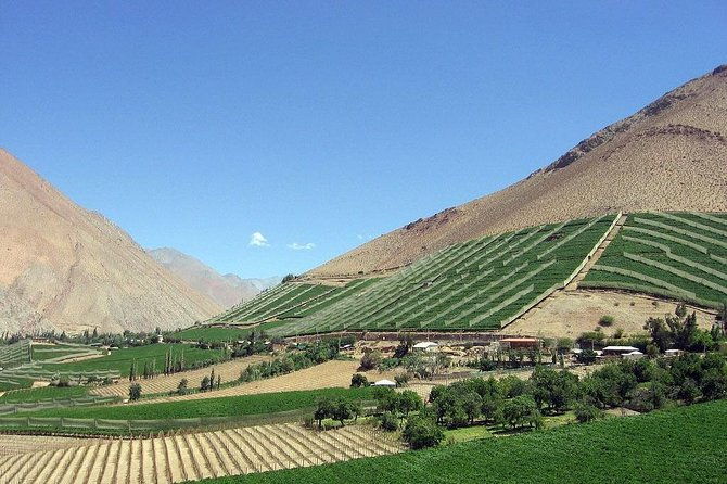 elqui-valley-and-vicuna-private-tour-including-lunch