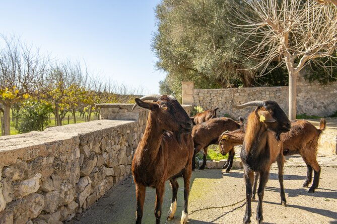 els-calderers-house-museum-in-mallorca