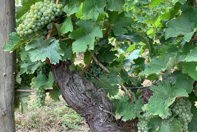 english-speaking-loire-winery-tours-originating-from-chinon