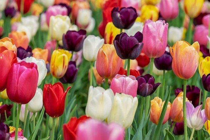 enjoy-the-tulip-fields-by-bicycle-with-a-local-guide-tulip-bike-tour