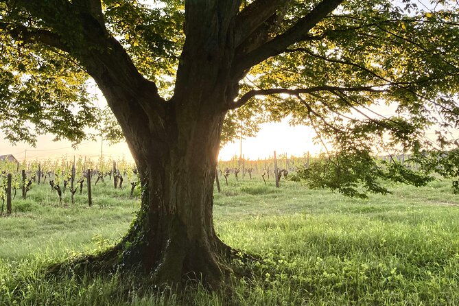 epicurean-discovery-tour-with-wine-local-specialties-2