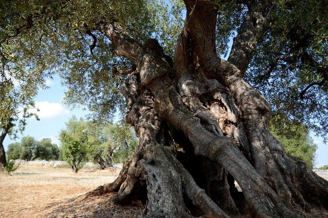 evo-oil-tasting-in-masseria-in-ostuni