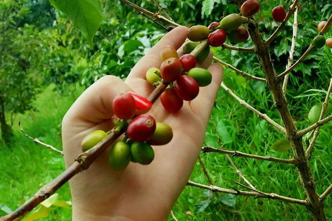 exclusive-coffee-experience-hacienda-coloma-tour-from-bogota