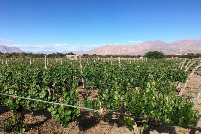 exclusive-day-long-private-tour-of-cafayate-vineyards