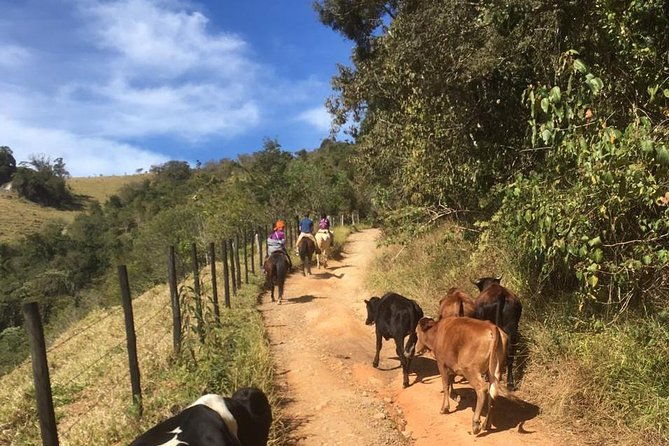 exclusive-horse-experience-with-pic-nic-at-belvedere