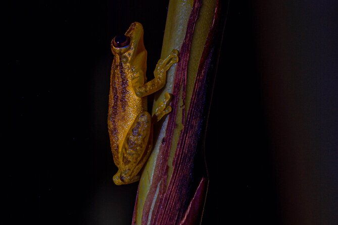 exclusive-night-walk-in-la-fortuna-and-natural-frog-garden