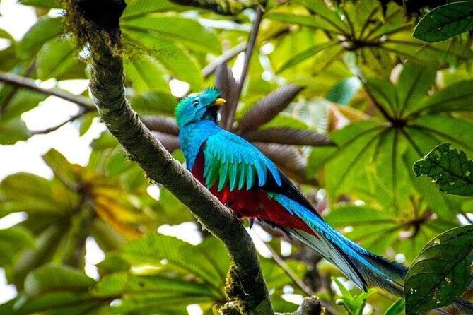 experience-the-adventure-explore-the-monteverde-cloud-forest