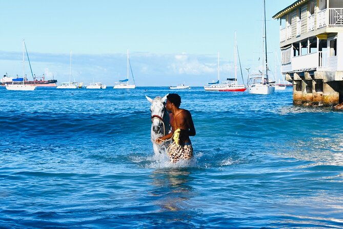 experience-the-swimming-horses-at-carlisle-bay-the-garrison