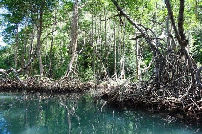 exploration-of-mangroves-and-wildlife-los-haitises