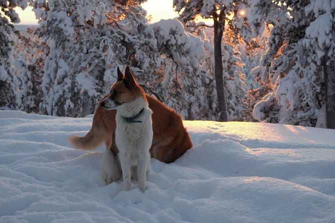 explore-winter-woods-snowshoe-walk-with-local-biologist