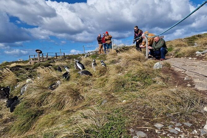 falkland-islands-shared-tour-with-penguins-sightseeing