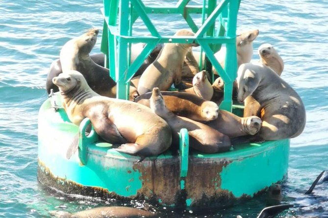 family-and-private-group-whale-and-dolphin-watching