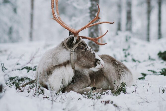 family-day-reindeer-husky-and-snowmobiling-in-levi-4