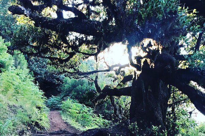fanal-forest-private-sunset-hike