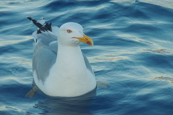 fishing-excursion-in-the-gulf-of-noto