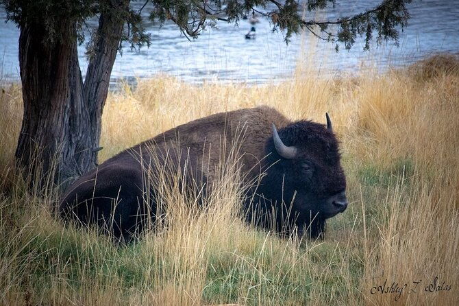 flathead-lake-bison-range-scenic-driving-tour