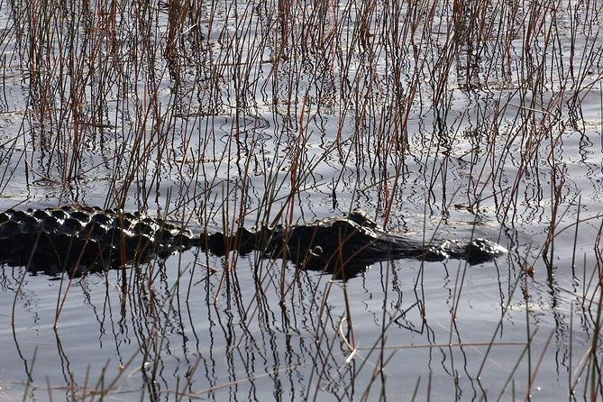 florida-everglades-night-airboat-tour-near-fort-lauderdale